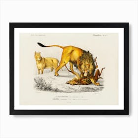 Lion (Panthera Leo), Charles Dessalines D'Orbigny Art Print