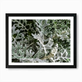 White Eucalyptus 20190813 10ppub Art Print