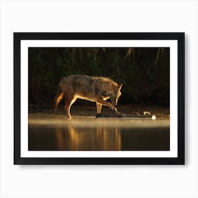 Jackal Morning Play Art Print