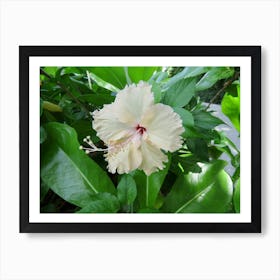 Hibiscus Flower  Tropical Garden Art Print