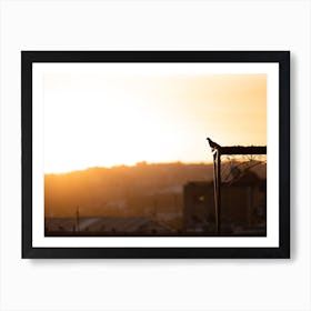 Pigeon at sunrise | Moroccan city Fez | Golden Hour | Morocco Art Print