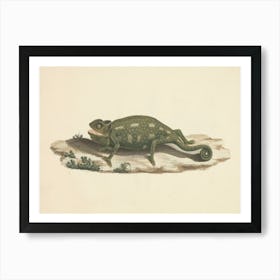 Unidentified Chameleon, Luigi Balugani Art Print