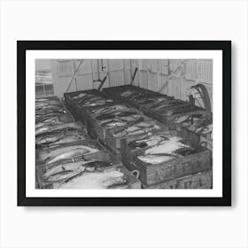 Tuna Packed In Ice Waiting To Be Canned At The Columbia River Packing Association, Astoria, Oregon By Russell Art Print