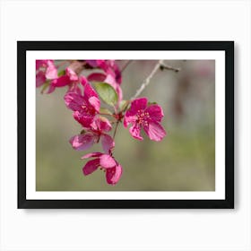 Dark Pink Tree Blossoms Closeup Art Print