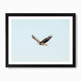 Eagle Soaring In The Blue Sky Art Print