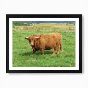 Highland Cattle Scottish Highlands Countryside Art Print