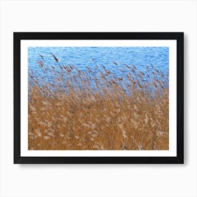 Reeds Beside A Pond Art Print