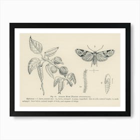 Vintage Illustration Of Apricot Moth, John Wright Art Print