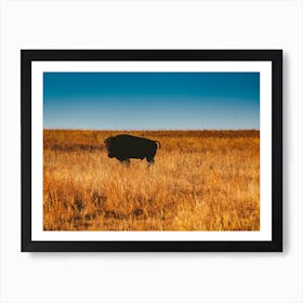 Wild Buffalo Art Print