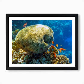 Coral Reef In The Red Sea Art Print