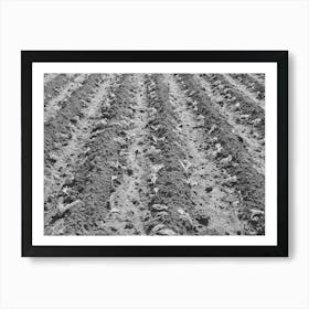 Young Lettuce Just Put Out By Truck Gardener, Tom Green County, San Angelo, Texas By Russell Lee Art Print