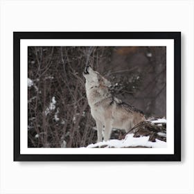 Howling Wolf View Art Print