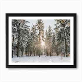 Sunshine In Winter Trees Art Print