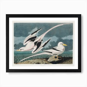 Tropic Bird, Birds Of America, John James Audubon Art Print