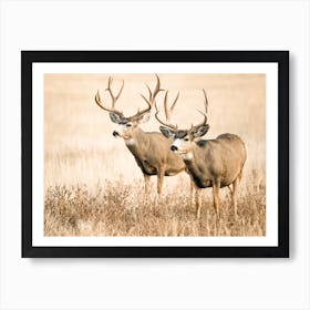 Mule Deer Bucks Art Print