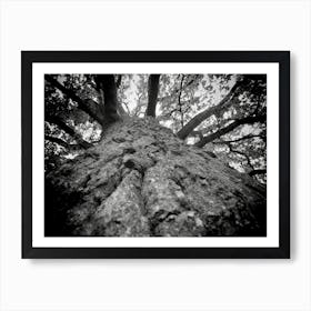 Black and White Tree Branches Looking Up To Sky Art Print