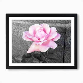 Pink Rose Black and white background. Art Print