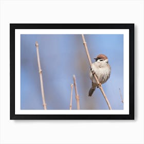 Sparrow in the prairie Art Print