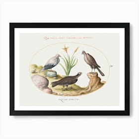 Egyptian Vulture And Two Eagles (1575–1580), Joris Hoefnagel Art Print