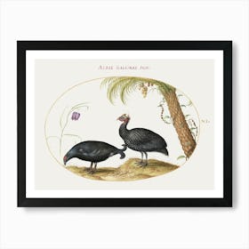 Pair Of Guinea Fowl With Palm Tree And Fritillaria (1575–1580), Joris Hoefnagel Art Print