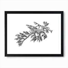 Leafy Sea Dragon Art Print