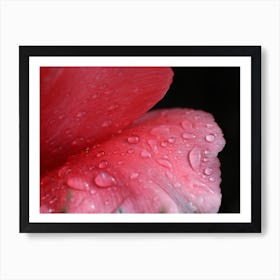 Wet petals Art Print