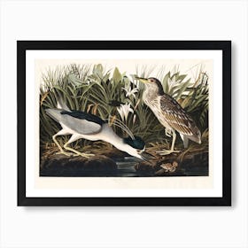 Night Heron   Birds Of America, John James Audubon Art Print