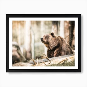Forest Grizzly Bear Art Print