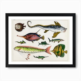 Collection Of Various Fishes, Oliver Goldsmith Art Print