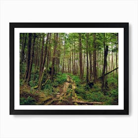 Rainforest Road Art Print