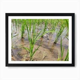 Paddy Field Art Print