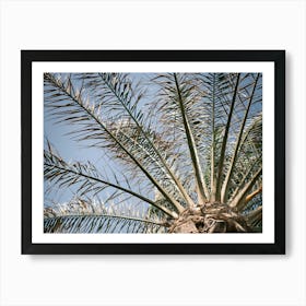 Palm // Ibiza Nature & Travel Photography Art Print