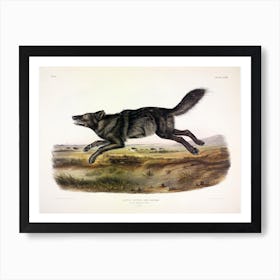 Black American Wolf, John James Audubon Art Print