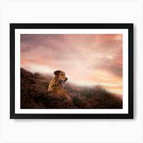 Golden Retriever in the heather field - Penthill Edinbrugh Scotland UK dog photo print - moody animal photography Art Print