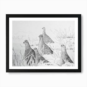 Partridges Art Print