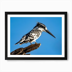 Pied Kingfisher At Chobe River Botswana 1 Affiche