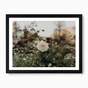 The Yellow Rose Art Print