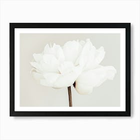 White Poppy Flower Beige_2314097 Art Print