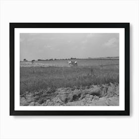 Landscape In Oklahoma Showing Man Plowing In Cotton Field In Background And Profile Of Soil Showing Easily Art Print