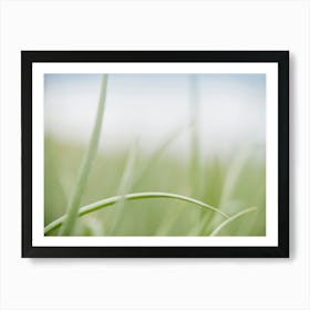 Grass Art Print