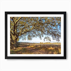 Beneath The Oak Tree Art Print