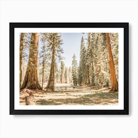 California Forest Art Print