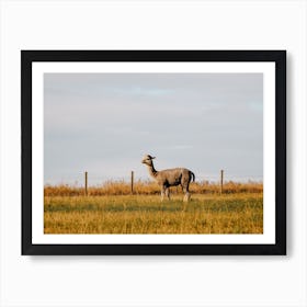 Llama In Field Art Print