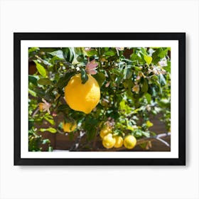 Blooming lemon tree with yellow lemons Art Print
