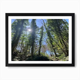 Ivy In The Forest Art Print