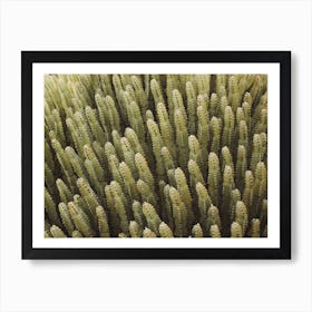 Green Cactus Scenery Art Print