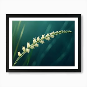 Flowering Grass Art Print