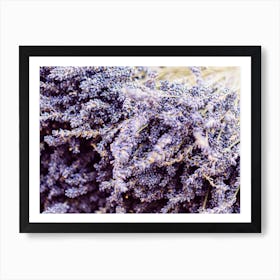 Lavender 1 Art Print