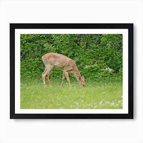 Deer Grazing In The Grass Art Print