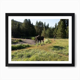 Moose In The Grass Art Print